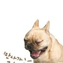 공룡로 네이버블로그