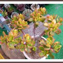 일출하우스 이미지