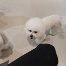 광안유치원 | 광안애견호텔 광안애견유치원 [멍치원] 후기