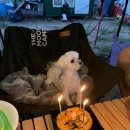 아이페티앙 | 강아지 매너벨트 페티앙 강아지 기저귀