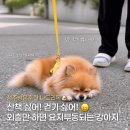퍼피안 | 청주 강아지 방문훈련 후기 산책 거부 주저앉는 강아지 개선 사례