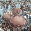 가온농장 이미지