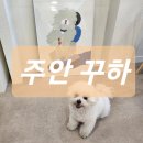 꾸하 | [주안 강아지동반카페 추천] 펫프렌들리 그자체, 울타리 있는 곳_주안 시민공원역 꾸하(주차정보, 위치)