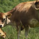 젖소목장 이미지