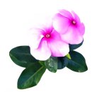 서늘기교 | 라흐마니노프 교향곡 3번 a단조 Op.44_프랑크푸르트 라디오 심포니와 안드리스 포가