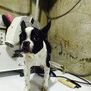 아모르디 이미지