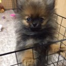 이쁘개 이쁘개 이미지