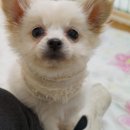 예솔