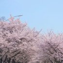도림천 산책로1 | [여행/사진] 서울, 산책하며 즐기기 좋은 한적한 벚꽃 명소, 도림천역 벚꽃길