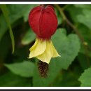 허브아일랜드 식물원 이미지