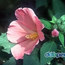 풀내음 - 곡성군 섬진강로 1013-60 | 풀내음