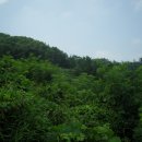 황세득 묘 Daum카페