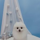 견생의하루 펫살롱 일산본점 이미지