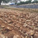 여리농장 이미지