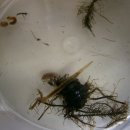 검빵이네 이미지