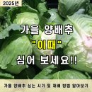 마이유기질비료 | 2025년 가을 양배추 심는 시기 및 재배 방법 알아보기