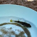 낙원펜션 | 아이랑 속초 여름 여행코스｜여름 가족여행은 속초! 설악해변+솜다리버거+낙원펜션 바베큐 풀코스 후기