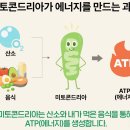 에너지원 Daum카페