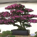 호산나화원 이미지