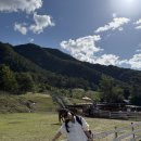 초원 | 춘천 해피초원목장 후기️️⛰️🐑🌳