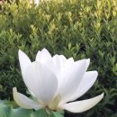 수련 Daum카페