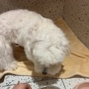 새봄유치원 | 광안애견호텔 멍치원에서 새봄이 첫 호텔링 후기!