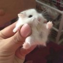 귀여운아기별 Daum카페