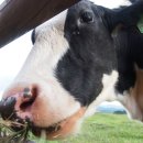 금성목장 이미지