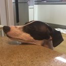 홍은애견미용 이미지