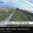 딸기 390kg 절도.... 범인 잡고보니...... ' 이웃 주민 '. gif 이미지