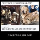 반려견들이 얌전하다는 목욕업체 이미지