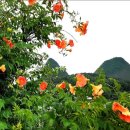 하늘보라 이미지