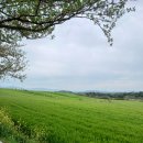 상권농장 | 고창가볼만한곳 넓은들 학원농장 고창 청보리밭축제 실시간