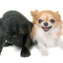 이오동물병원 이미지