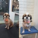 몽몽이 애견미용 이미지