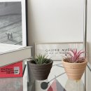 로자리안 이미지