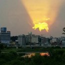 골드피그 이미지