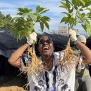 금산인삼 이미지