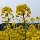 맹방유채꽃마을 이미지