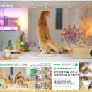 힐링캐터리 이미지