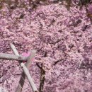논산시 관광안내소 | 🌸 충청도의 숨겨진 보물, 겹벚꽃의 매력적인 세계