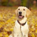 대한리트리버 이미지