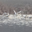 용포마을 이미지