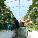 공주농장 이미지