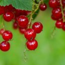 신선목장 이미지