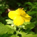 화접5리 이미지