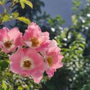 온천천일대9 | [부산] 온천천산책로(溫泉川散策路) 트레킹 후기---2025년 9월 2일(화)
