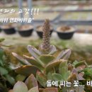 연화바위솔(선바우산) 석부작!!! 이미지