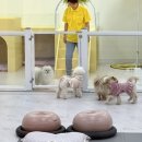 리치펫하우스 이미지