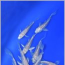 안성비단잉어 이미지